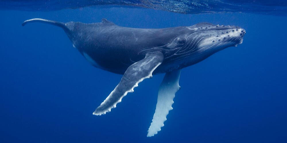 whale grasshopper 3d